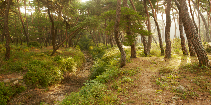 김현 - 나에게 다가온 소나무 17