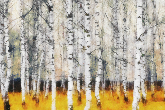 테일러 그린 - Saffron Timber