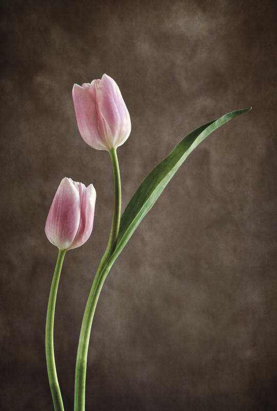 데브라 반 스웨어린젠 - Spring Tulips IV