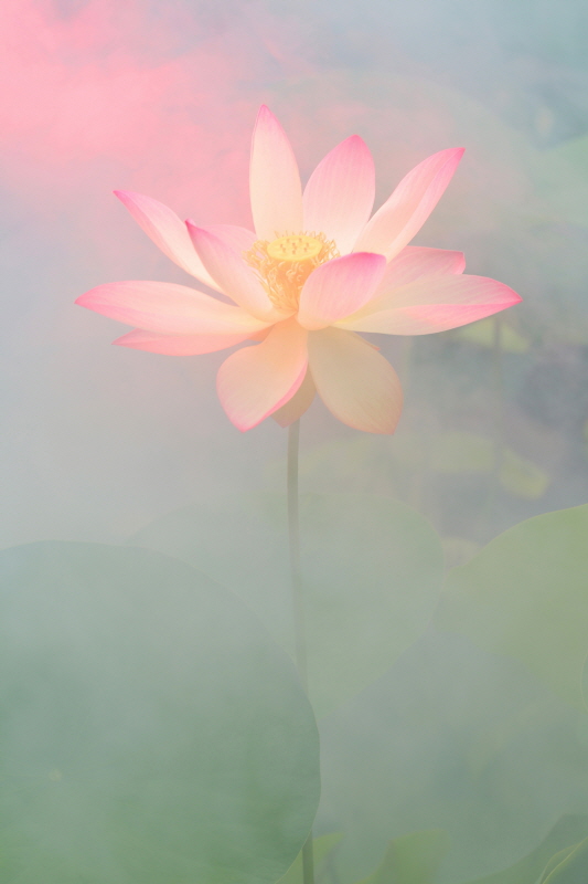 바만 파르자드 - Pink Passion