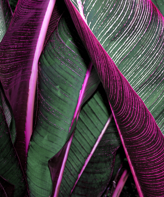 인카도 - Close up VII