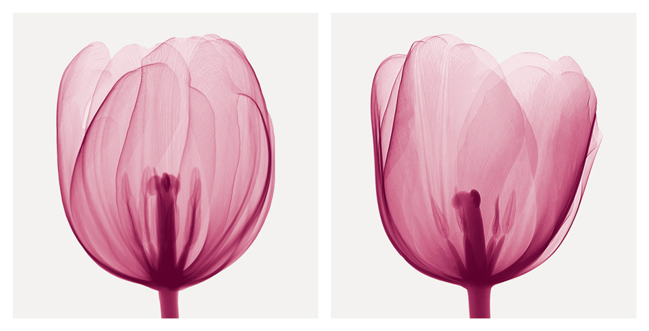 스티븐 메이어스 - Tulips [Positive]