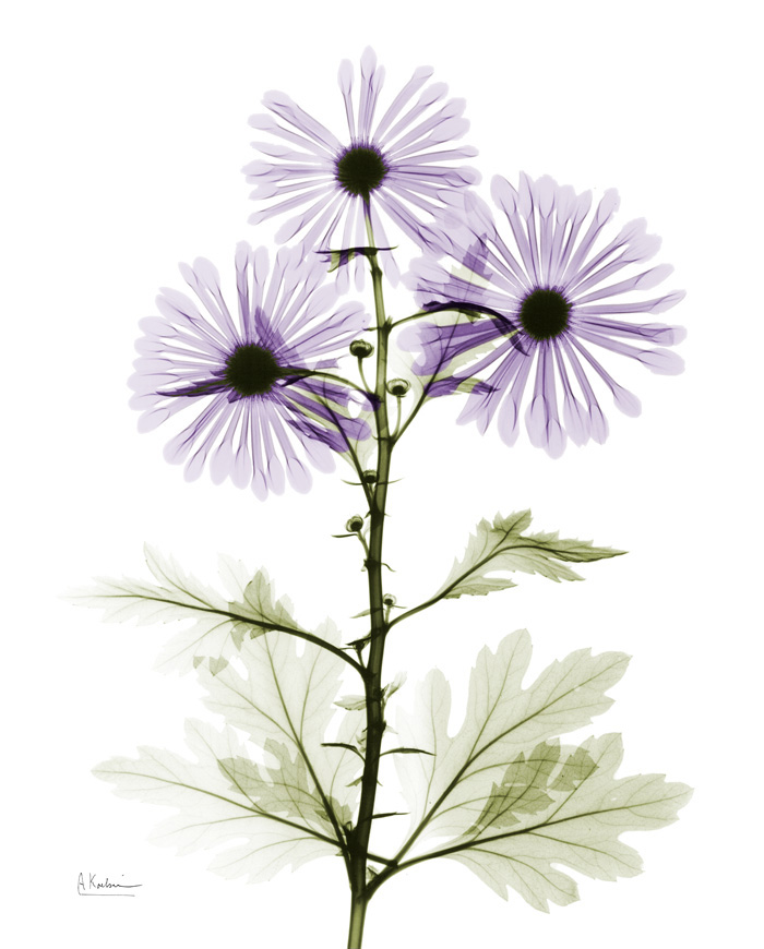 알버트 쿠치어 - Chrysanthemum I