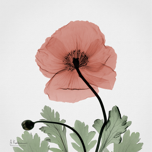 알버트 쿠치어 - Poppy Marsala