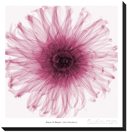 스티븐 메이어스 - Dahlia (Rasperry)