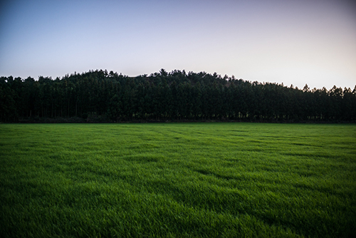 송광찬 - 우연한 초원