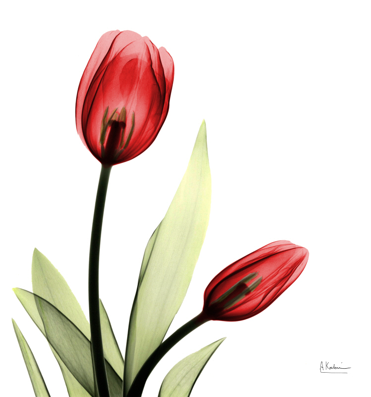 알버트 쿠치어 - Be Still Tulip