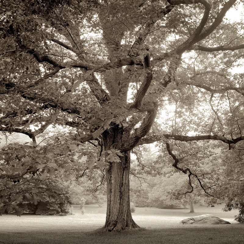 앨런 브라우슈타인 - Hampton Maple #1