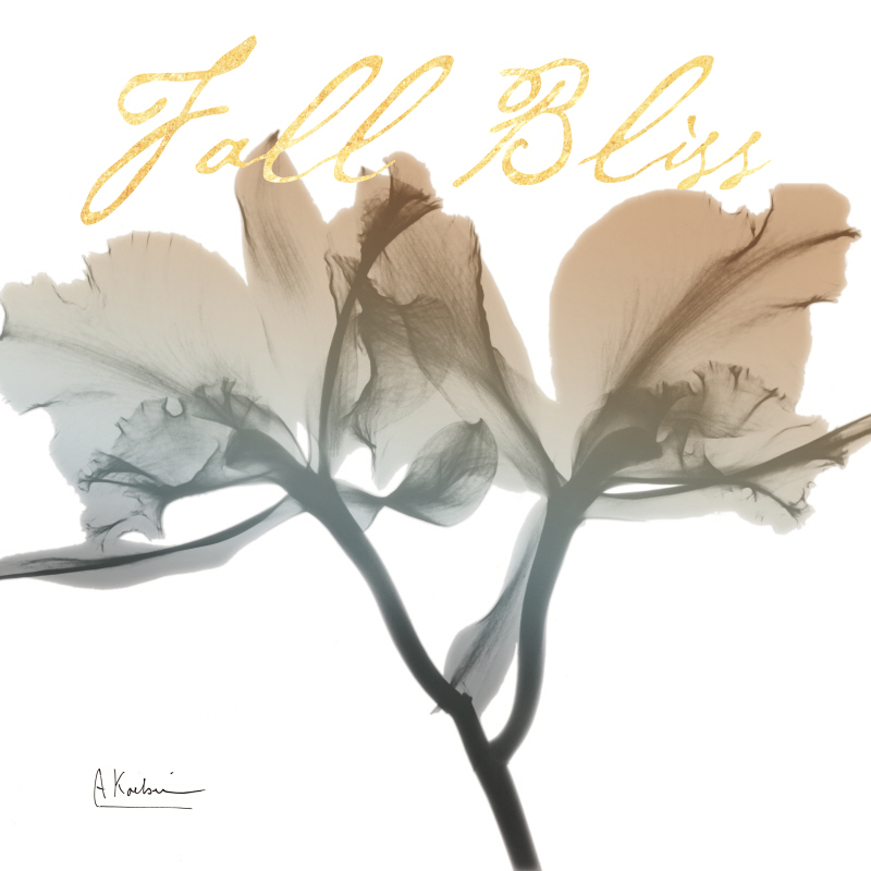 알버트 쿠치어 - Blessed Orchid