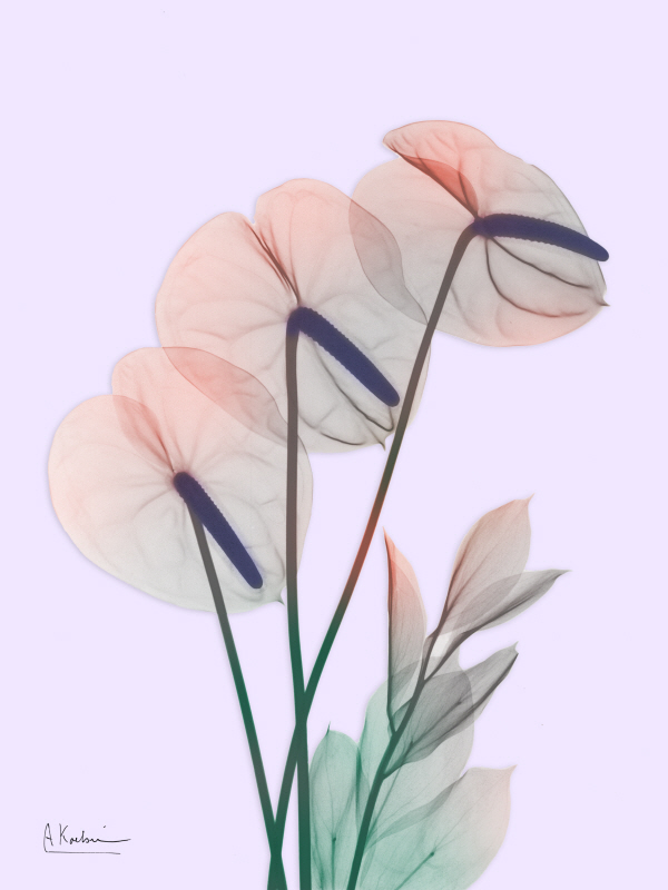 알버트 쿠치어 - Flamingo Delight III