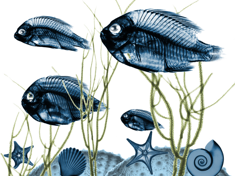 알버트 쿠치어 - Aquatic Home II