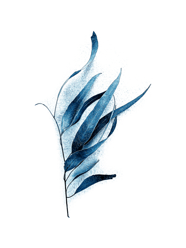 어반 에피파니 - Gum Leaves Baltic Sea