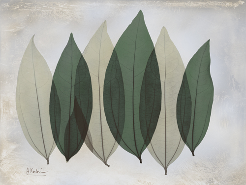 알버트 쿠치어 - The Grays I