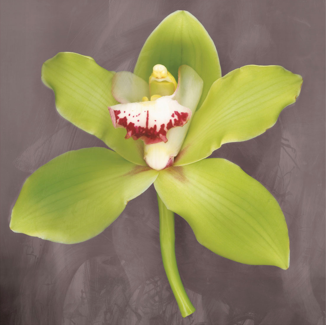 에린 클락 - Botanique