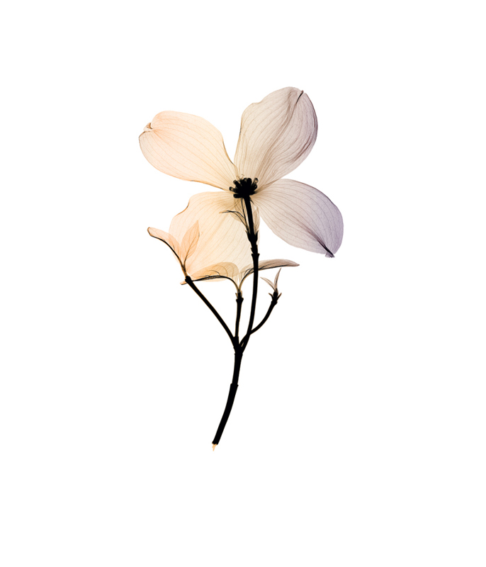 스티븐 메이어스 - Dogwood II (small)