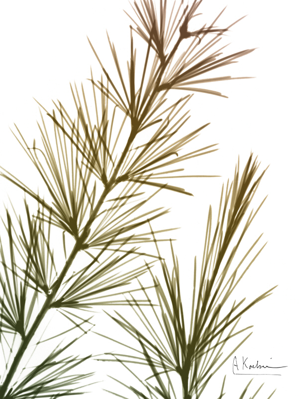 알버트 쿠치어 - Autumn Sequoia