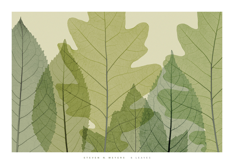 스티븐 메이어스 - 6 Leaves