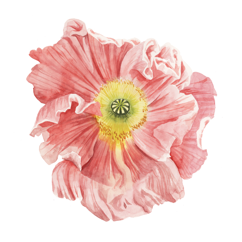 그레이스 포프 - Market Poppy I