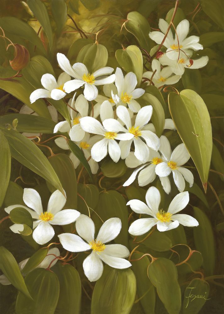 파사니 - Clematis