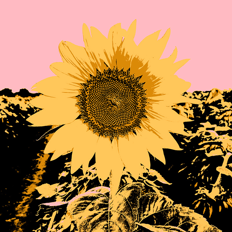 제이콥 그린 - Pop Art Sunflower Ⅲ