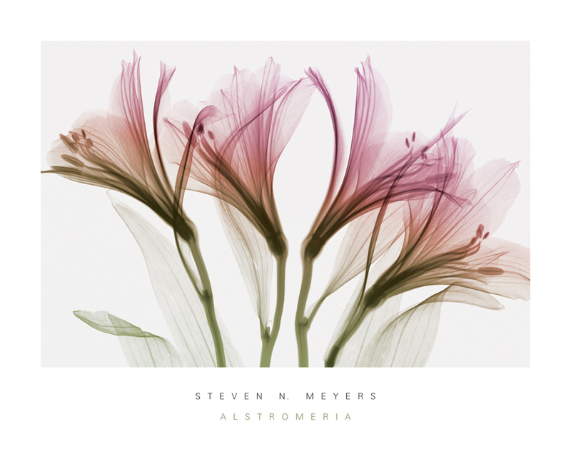 스티븐 메이어스 - Alstromeria