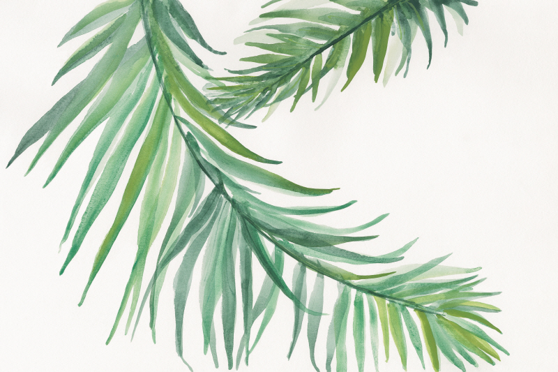 크리스 파쉬케 - Ferns IV