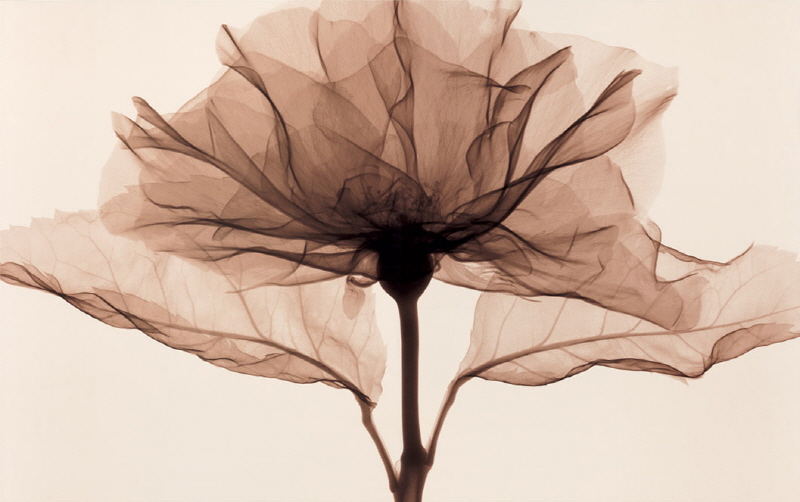 스티븐 메이어스 - A rose