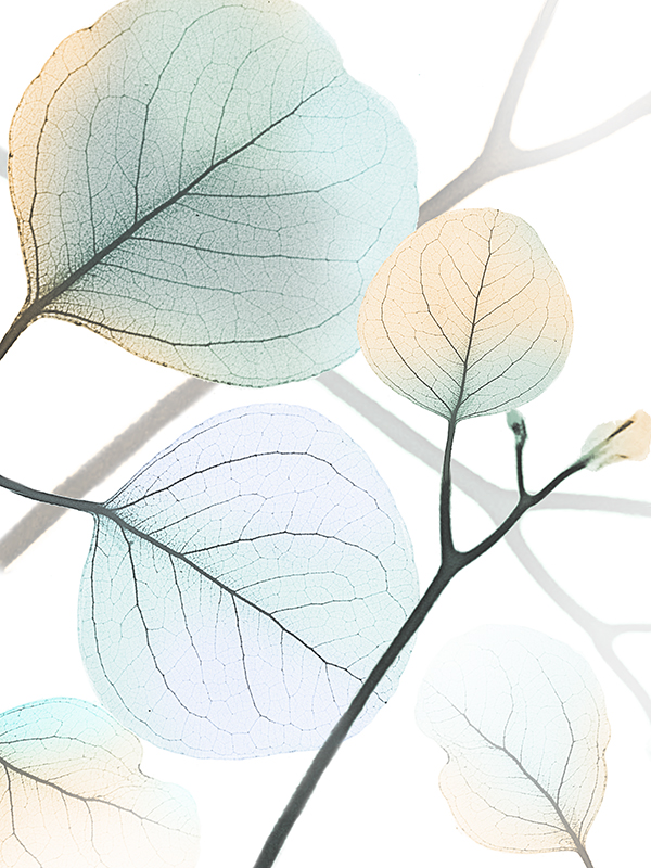 알버트 쿠치어 - Sunkissed Eternity 1