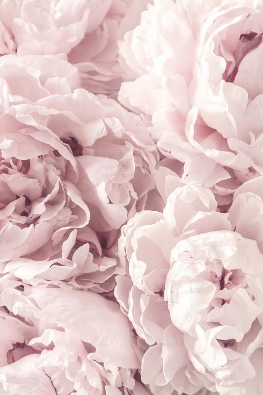 포토아이엔씨 스튜디오 - Peony