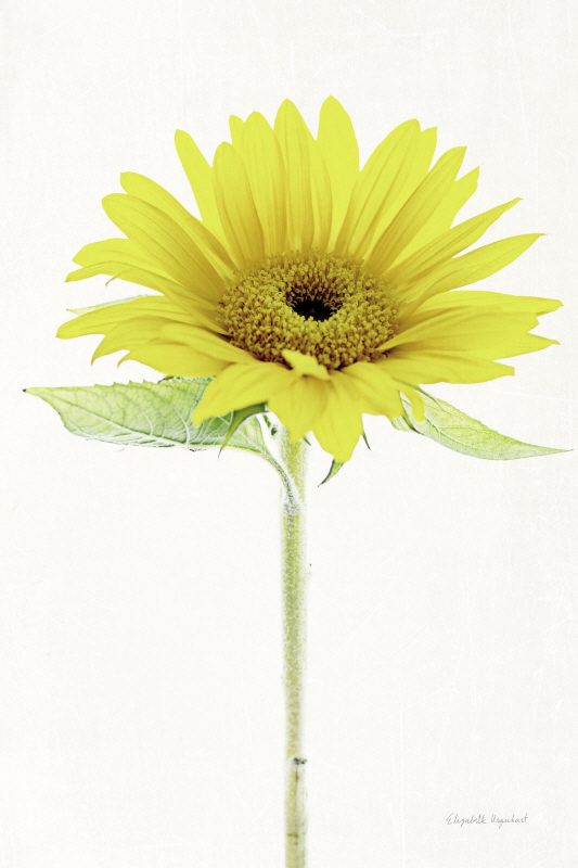 엘리자베스 어거트 - Light and Bright Floral VIII