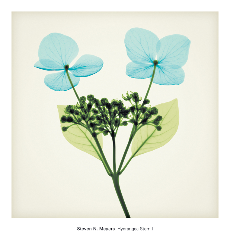 스티븐 메이어스 - Hydrangea Stem I