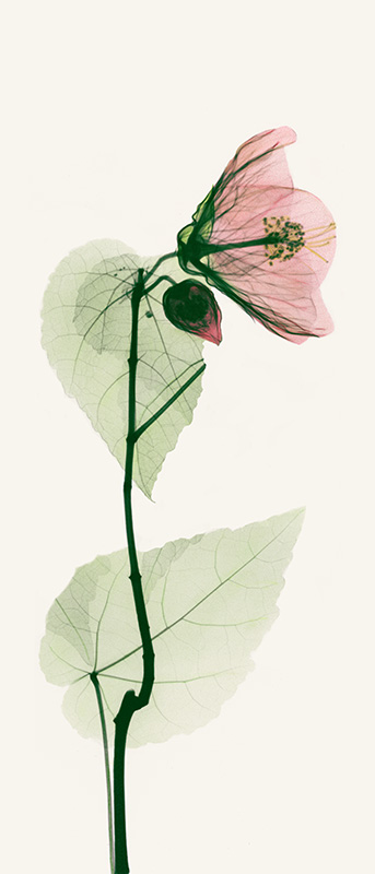 알버트 쿠치어 - Solo Abutulon