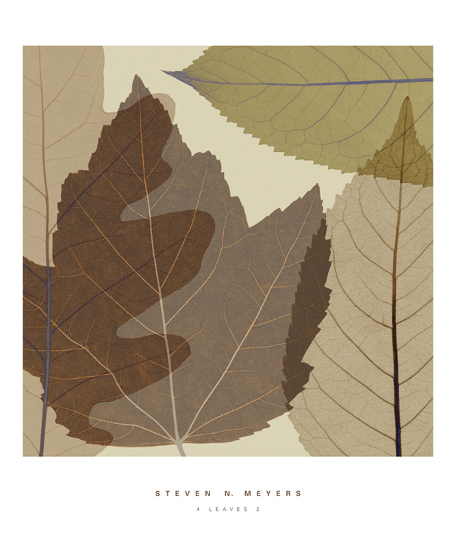 스티븐 메이어스 - 4 Leaves II