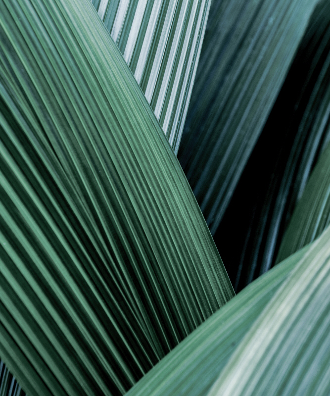 인카도 - Close up I