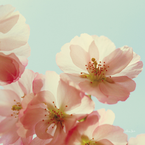 알리샤 보크 - Palette