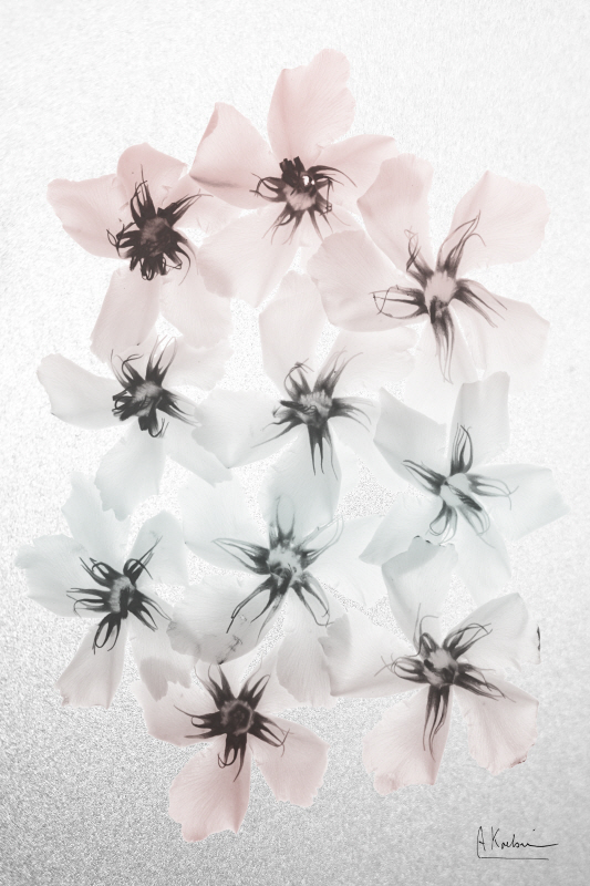 알버트 쿠치어 - Oleander Fantasy I