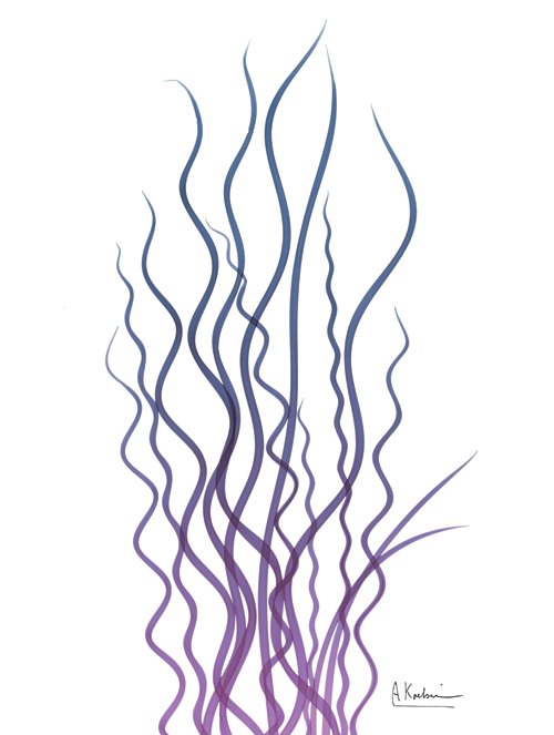 알버트 쿠치어 - Corkscrew Rush in Purple