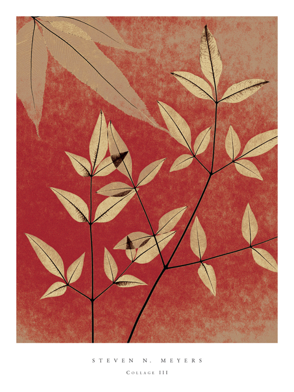 스티븐 메이어스 - Collage III