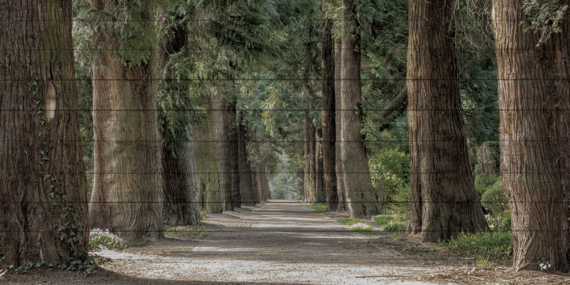 마르코 프라임 - Wilderness Stroll