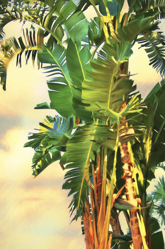 멜린다 브래드쇼 - Bird of Paradise Palm II