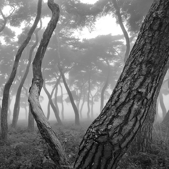 김현 - A Pine Tree that Happended Upon Me 3