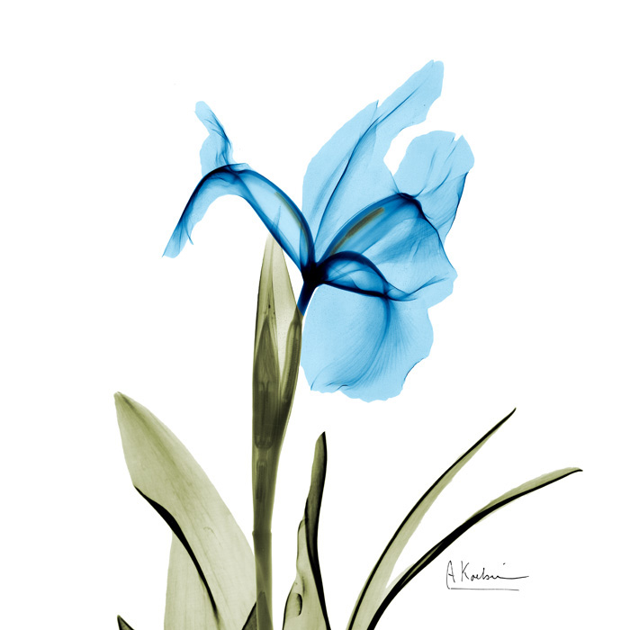 알버트 쿠치어 - Iris