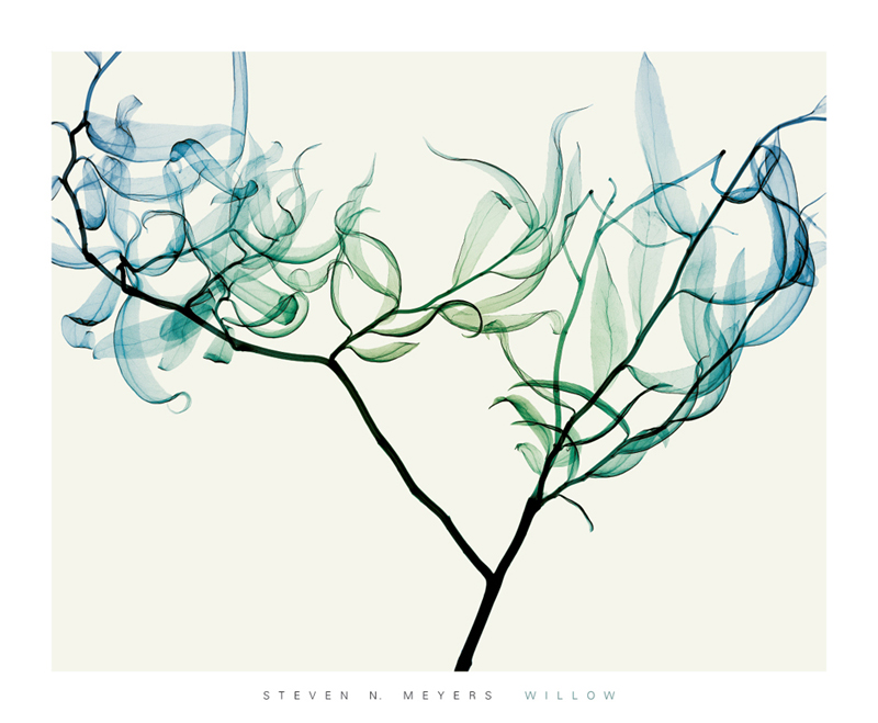 스티븐 메이어스 - Willow
