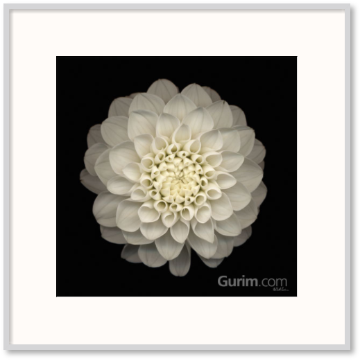 닐 세스 리바인 - Dahlia 22