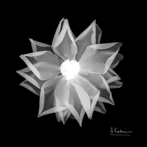 알버트 쿠치어 - Rose Petals I