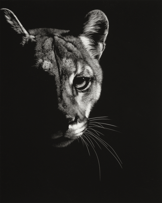 쥴리 T. 채프먼 - Black Glimpse IV