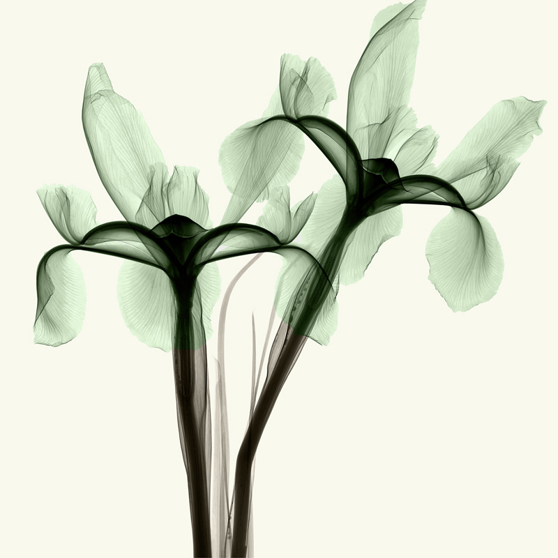 스티븐 메이어스 - Iris I