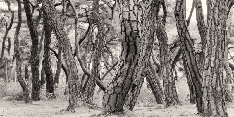 김현 - 나에게 다가온 소나무 시즌5.5 (7)