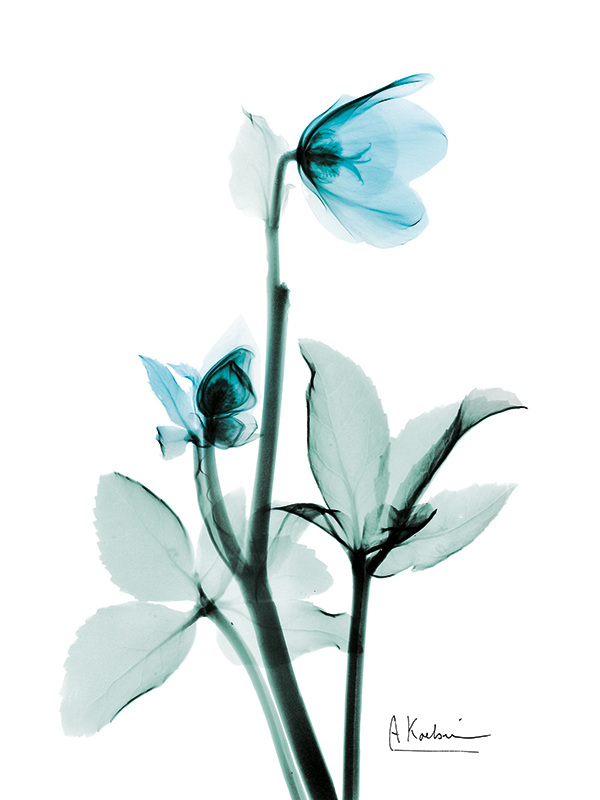 알버트 쿠치어 - Aqua Helle Borus