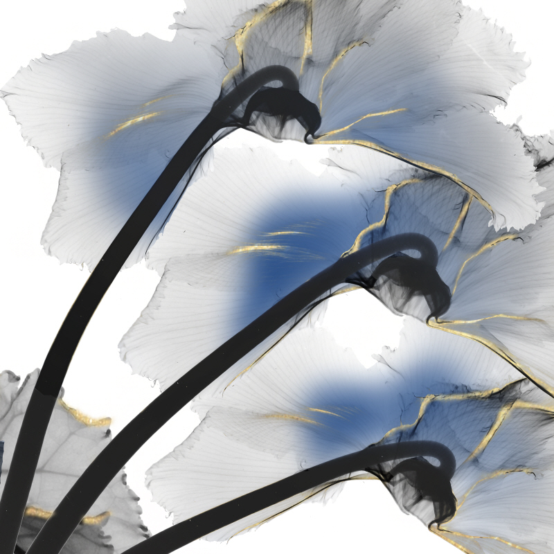 알버트 쿠치어 - Indigo Luster Cyclamen